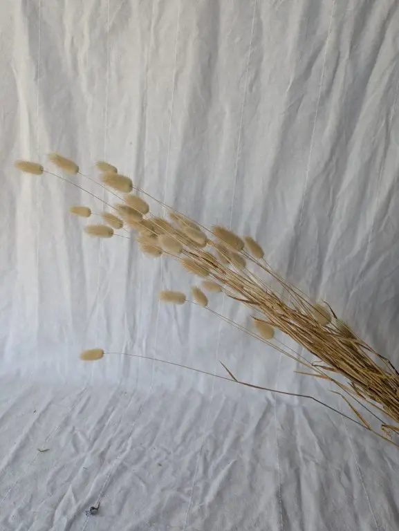 hazestaartjes gebleekt