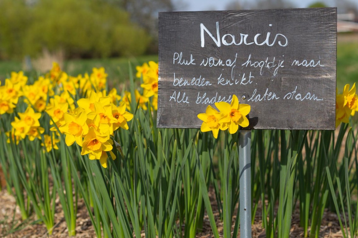 Narcissen met plukbordje