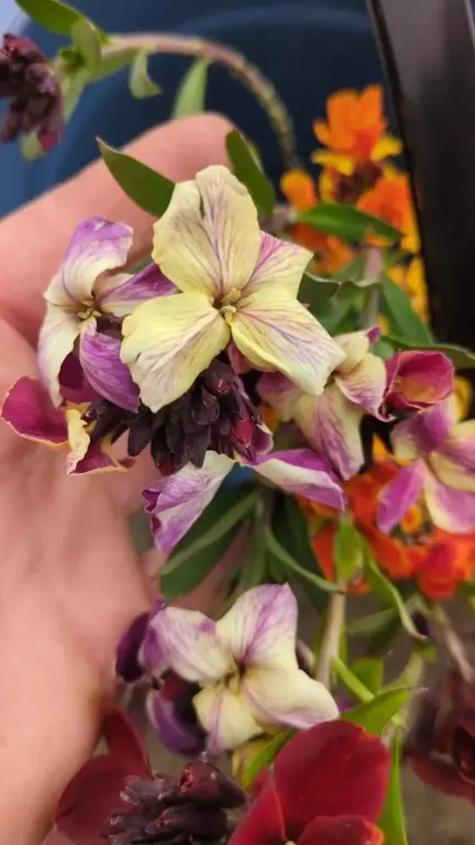 muurbloem of lenteviolier