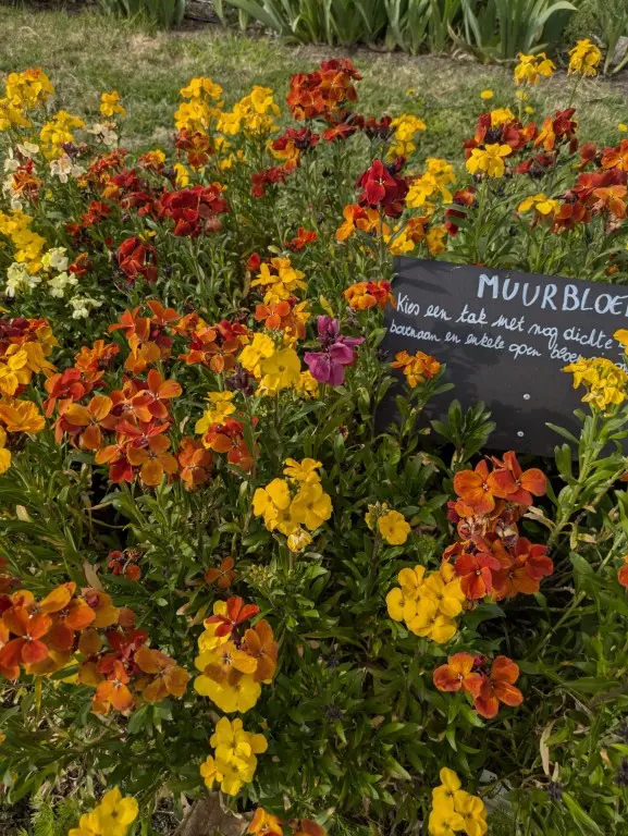 muurbloem of lenteviolier