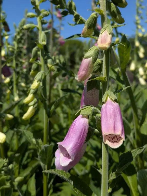 vingerhoedskruid te plukken in juni