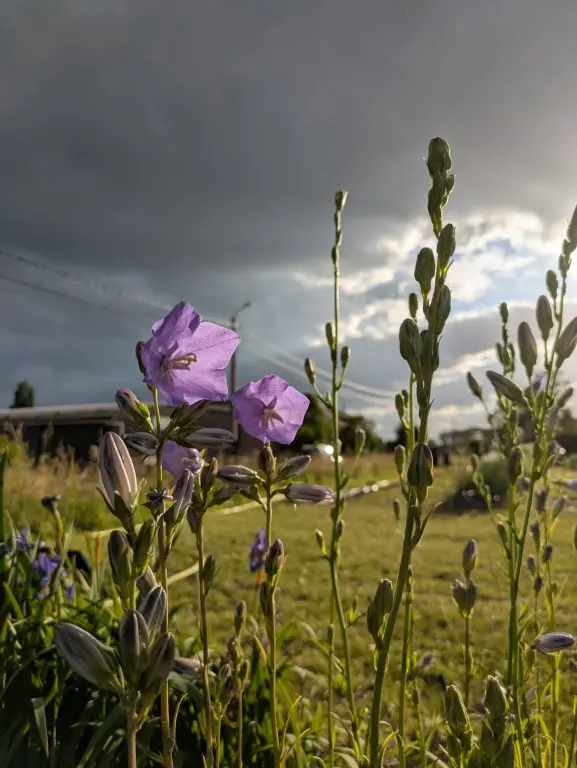 campanula blauw te plukken eind mei en juni