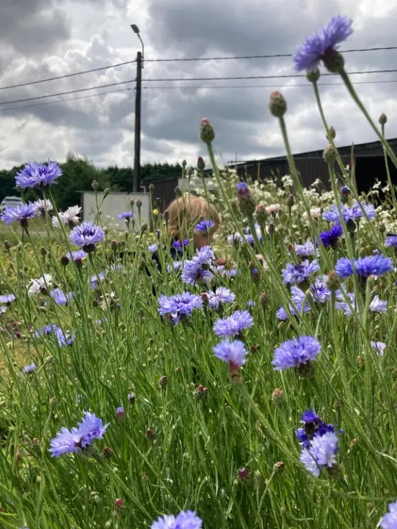 korenbloemen heel mooi in veldboeket