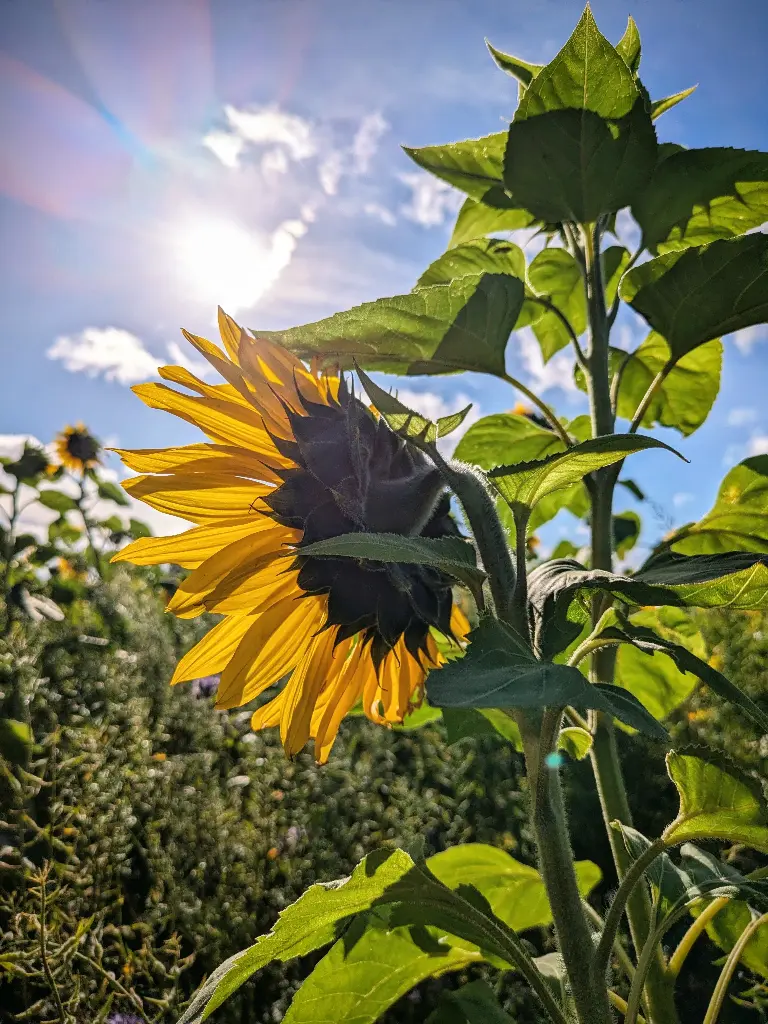 Plukbon 2 boeketten digitaal 